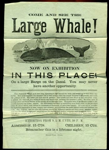 whaleexhibit [640x480].jpg